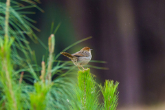 Cisticola njombe