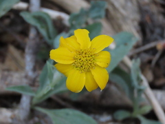 Arnica dealbata
