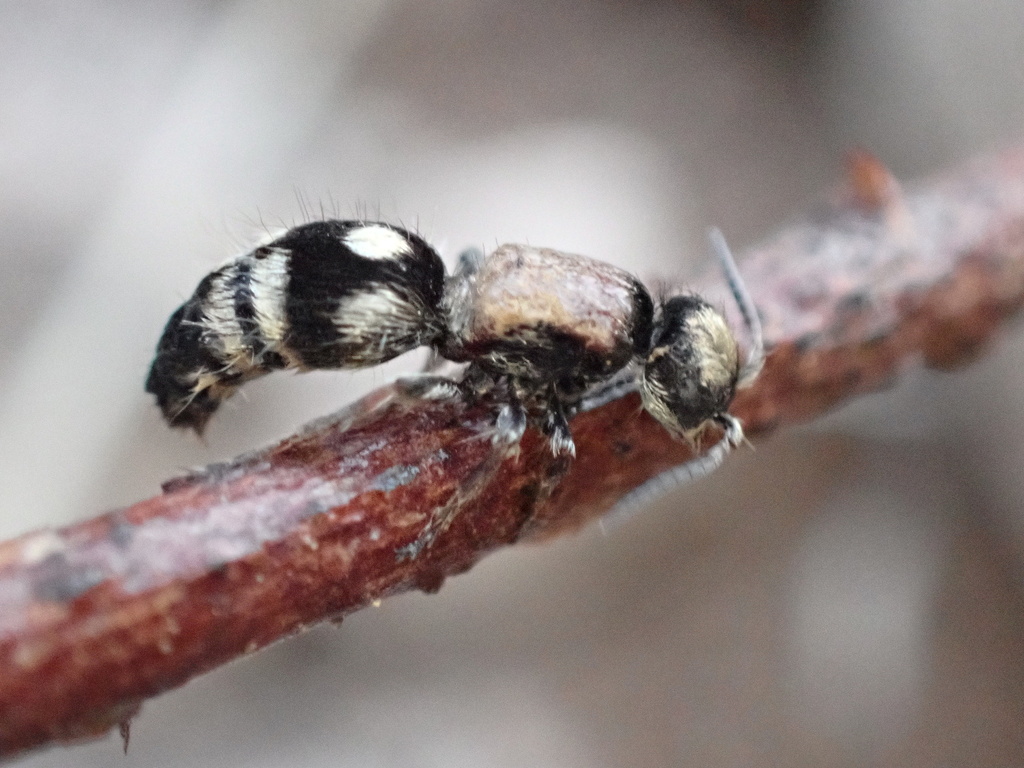 Smicromyrme partita
