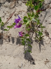 Lathyrus japonicus