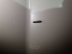 Agraylea multipunctata