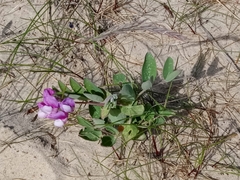 Lathyrus japonicus