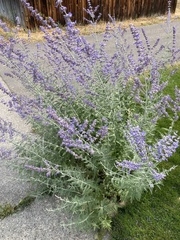 Salvia yangii