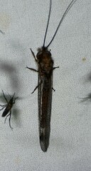 Ululodes macleayanus