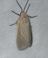 Pygarctia pterygostigma