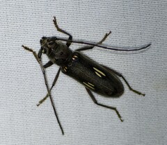 Eburia ovicollis