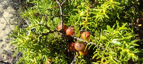 Image of Juniperus navicularis by (c) Santiago Martín-Bravo, some rights reserved (CC BY)