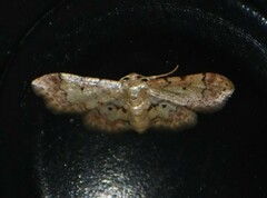 Idaea pervertipennis