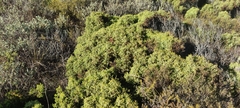 Juniperus navicularis