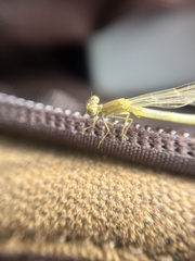 Enallagma vesperum