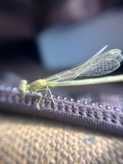 Enallagma vesperum