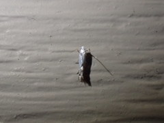 Phyllocnistis populiella