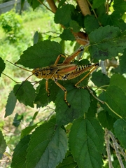 Romalea microptera