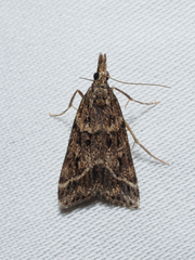 Eudonia rectilinea