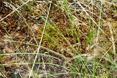 Scorpidium