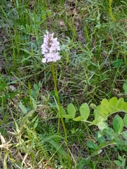 Dactylorhiza