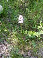 Dactylorhiza