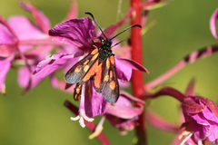 Zygaena sarpedon