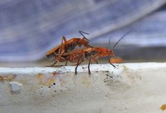 Rhagonycha nigritarsis