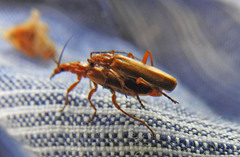 Rhagonycha nigritarsis