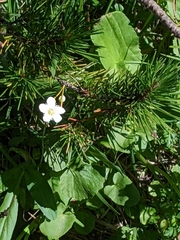 Parnassia fimbriata