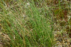 Equisetum variegatum