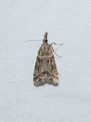 Eudonia rectilinea