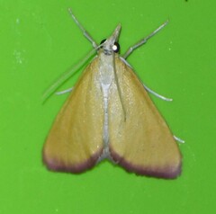 Xanthostege roseiterminalis