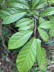 Coccoloba venosa