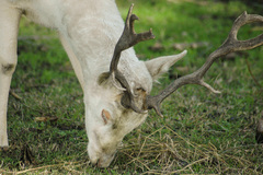 Cervini