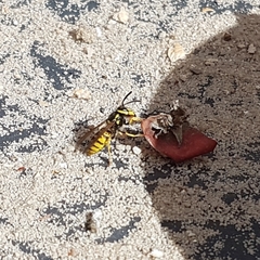 Vespula vulgaris