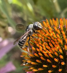 Megachile inimica
