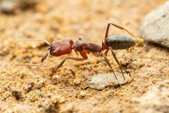 Odontomachus desertorum