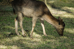 Cervini