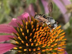 Megachile inimica