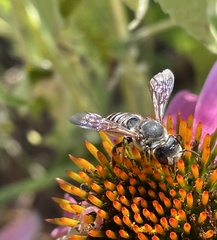 Megachile inimica