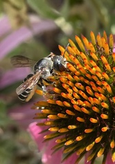 Megachile inimica