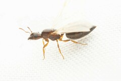 Crematogaster torosa