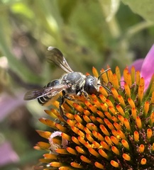 Megachile inimica