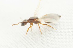 Crematogaster torosa