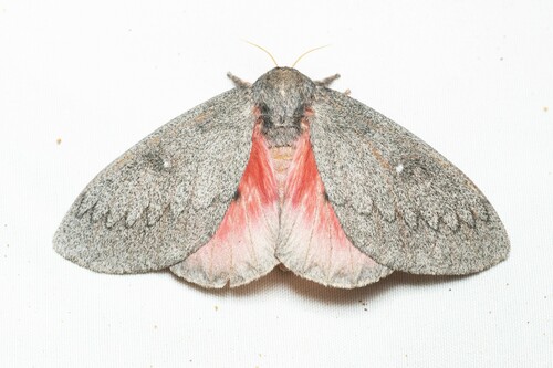 Hubbard's Silk Moth