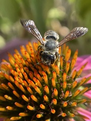 Megachile inimica