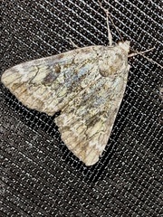 Catocala micronympha