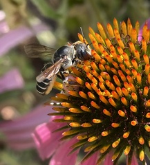 Megachile inimica