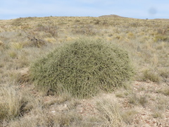 Brachyclados lycioides