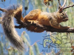 Sciurus nayaritensis