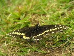 Papilio brevicauda