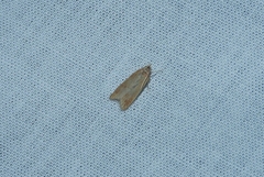 Helcystogramma rufescens