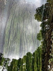 Potamogeton malaianus