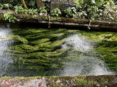 Potamogeton malaianus